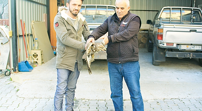 Yaralı şahin tedavi edilecek