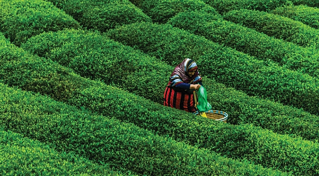 ÇAYKUR mevsimlik işçi alacak