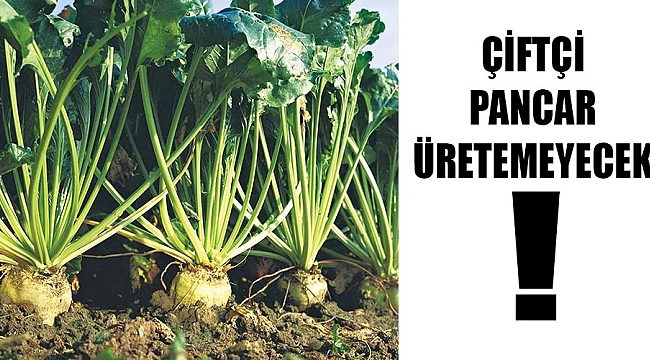 ÇİFTÇİ PANCAR ÜRETEMEYECEK!