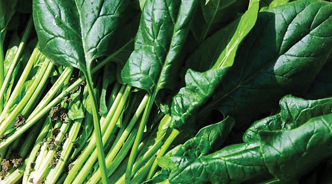 Fiyatıyla üreticinin yüzünü güldürdü