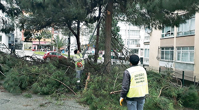 İlkadım’da ağaçlar budanıyor