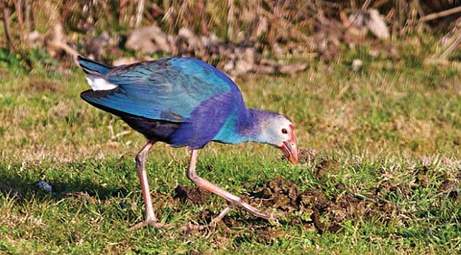 Nesli tükenmekte olan saz horozları Samsun'da görüntülendi