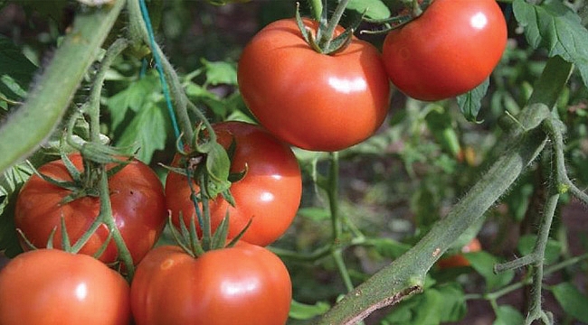 Rusya’ya kota arttı fiyatlar yükseldi