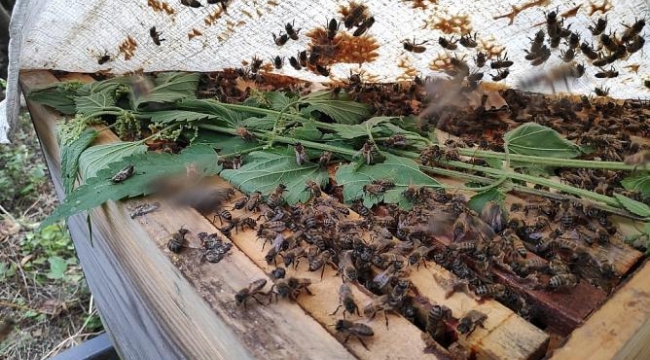 Samsun'da binlerce arı telef oldu