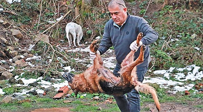 SİLAHLA ÖLDÜRÜLMÜŞ 5 KÖPEK BULUNDU