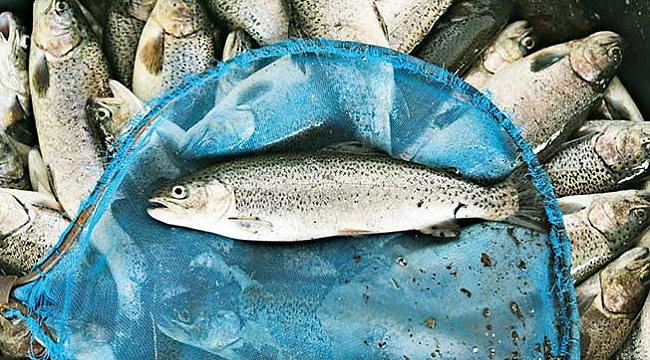 Su ürünlerinden 90,5 milyon dolarlık gelir