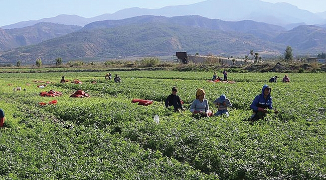 Tarım işçisinin günlük ücreti arttı