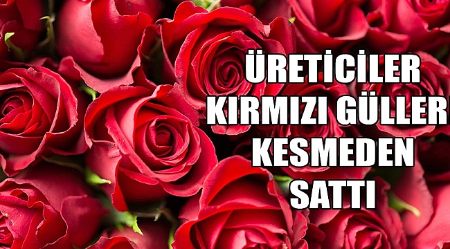 Üreticiler kırmızı gülleri kesmeden sattı