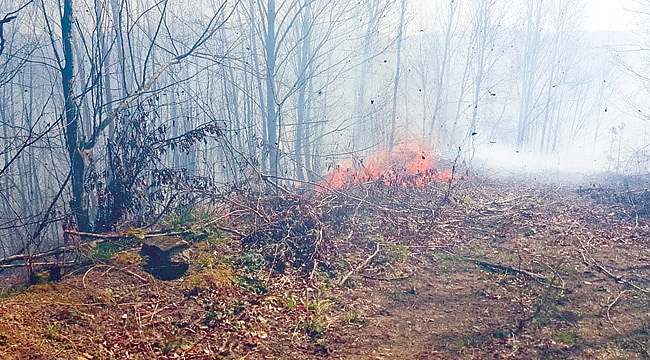 Anız yangını ormana sıçradı