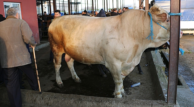 ARABA PARASINA BOĞA