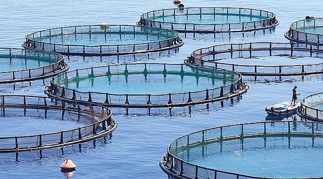 Destek ödemeleri hesapta