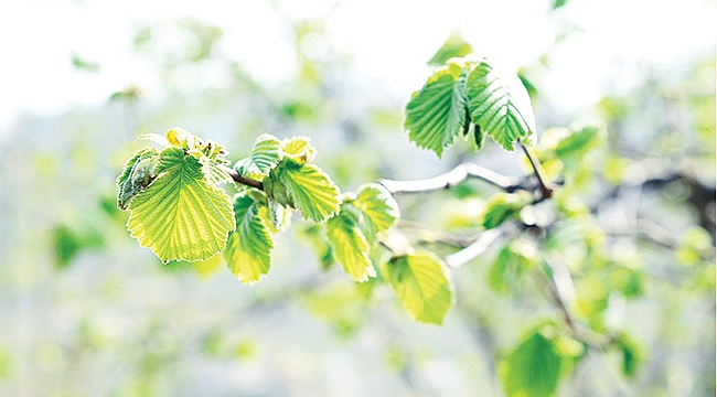 Fındıkta 59 bin sigorta poliçesi oluşturuldu