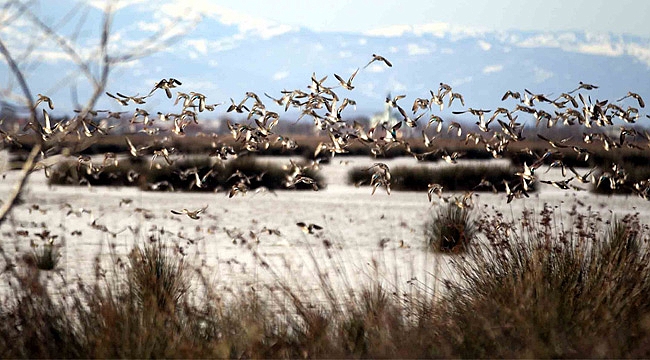 Kızılırmak Deltası ‘kesin korunacak hassas alan’ ilan edilecek