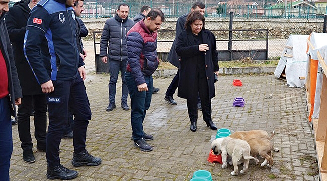 Köpek skandalına ilginç açıklama