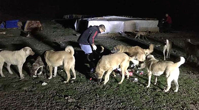 SAMSUN’DA SOKAK HAYVANLARI İÇİN DESTEK ÇAĞRISI:DESTEK OL