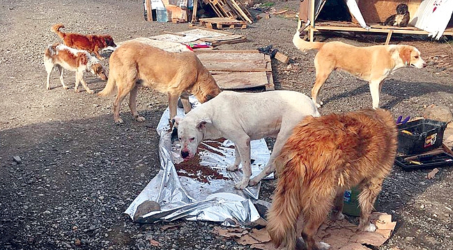 SESSİZ SEDASIZ YARDIM