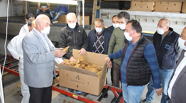 Bafra'da tütün alımı başladı
