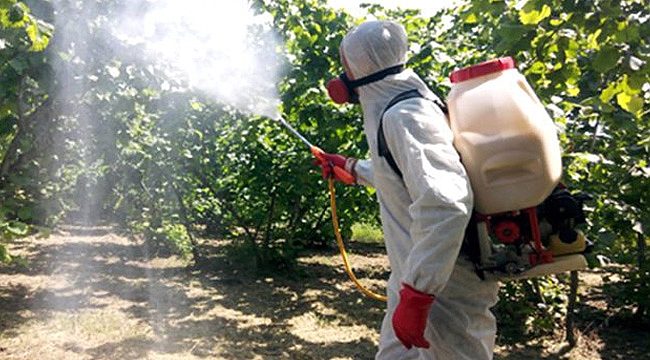Fındık bahçelerinde süne istilası başladı