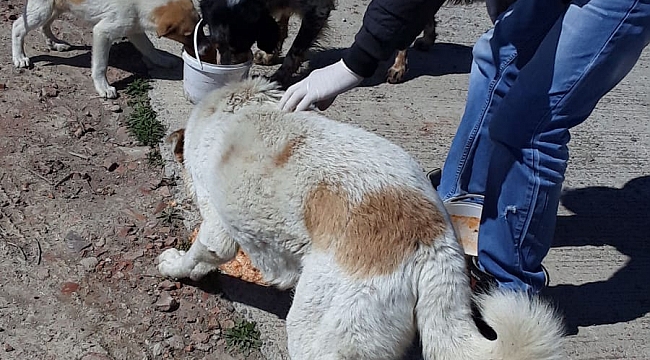 Sokak hayvanları için aralıksız mesai