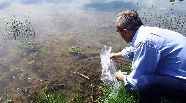 110 bin sazan göletlere bırakıldı