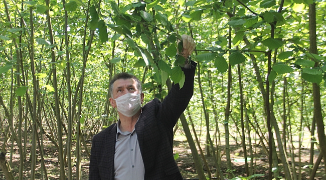Fındık üreticisine uyarı