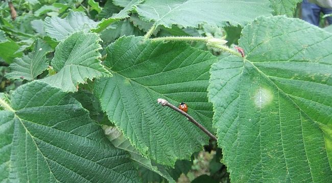 Fındıkta külleme uyarısı