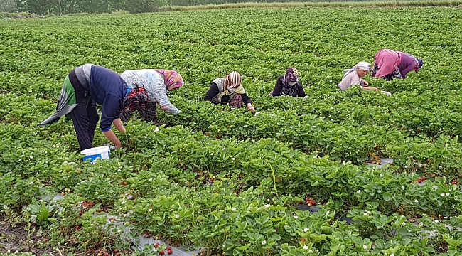 Hobi olarak başladı 18 dönüm tarlası oldu