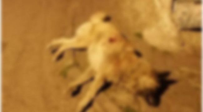 İlkadım'da vahşet!