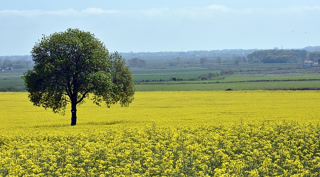 Kanola tarlaları Samsun'u sarıya boyadı