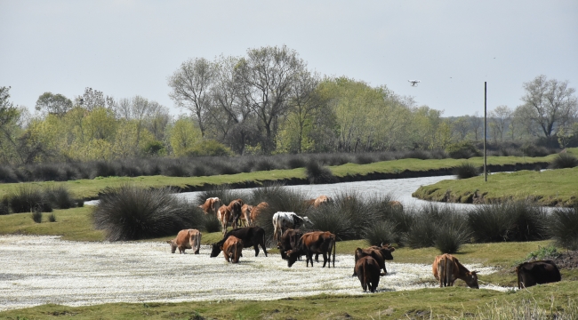 Kızılırmak Deltası Kuş Cenneti ilkbaharda bir başka güzel