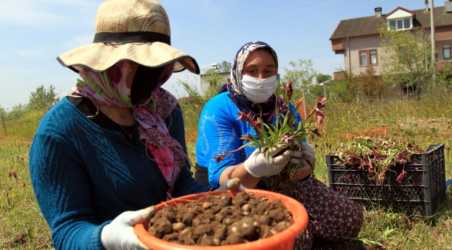 Samsunlu çiftçinin yeni gelir kapısı