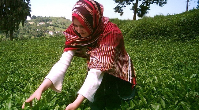 Türk çayı 5,2 milyon dolar kazandırdı