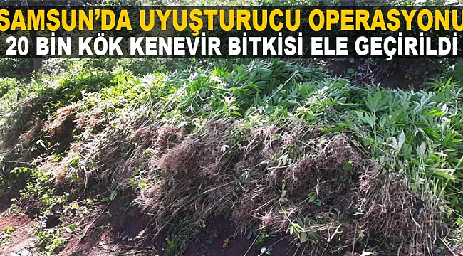 20 bin kök uyuşturucu ele geçirildi