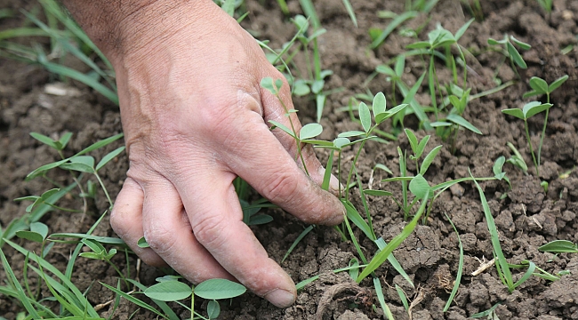 Atakumlu çiftçiler için uygulamalı tarım okulu
