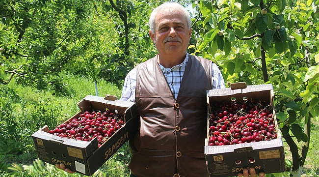 Bafra’da kiraz hasadı başladı