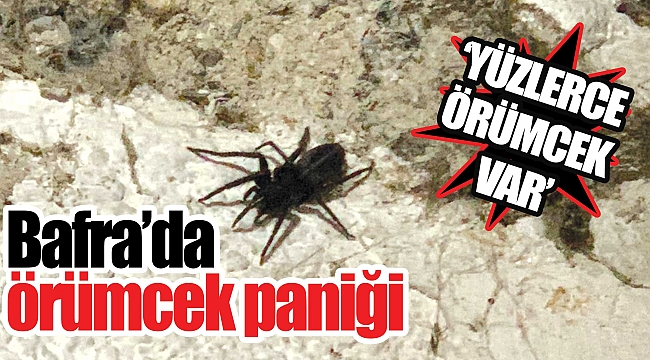 Bafra’da örümcek paniği