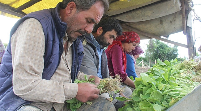 Bafra Ovası'nda tütün ekimi başladı