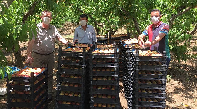 Çarşamba'da şeftali hasadı başladı