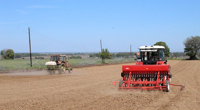Damla sulama ile çeltik ekildi