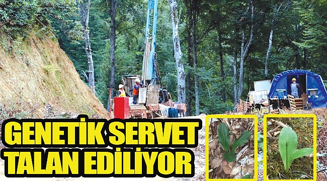 GENETİK SERVET TALAN EDİLİYOR