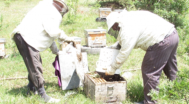 Kavak'ta arıcıların oğul verme mesaisi 