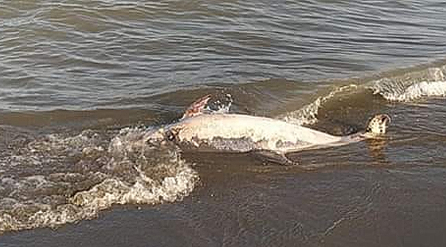 Ölü yunus kıyıya vurdu