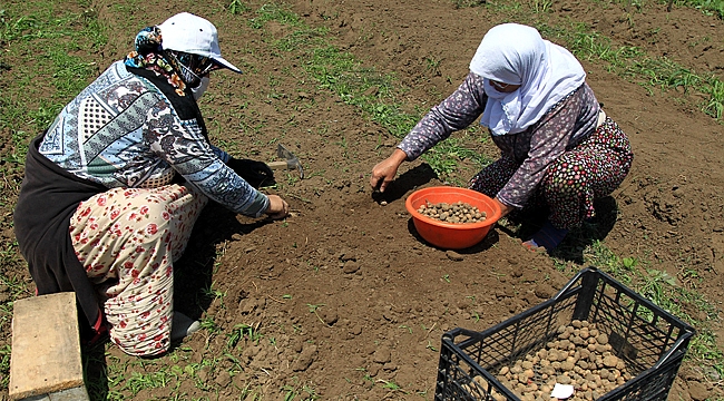 Salep çiftçinin yüzünü güldürdü