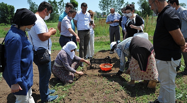 Samsun’da salep üretimi 17 ilçeye yayılacak