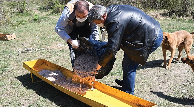 Sokak hayvanlarına 47 ton mama dağıtıldı