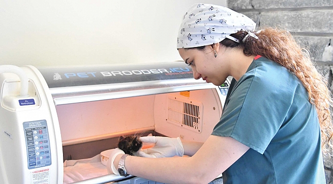  6 ayda 360 kedi ve köpeğin tedavisi yapıldı