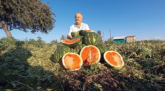 Bafra karpuzu yüz güldürdü