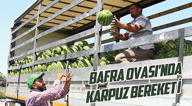 BAFRA OVASI'NDA KARPUZ BEREKETİ