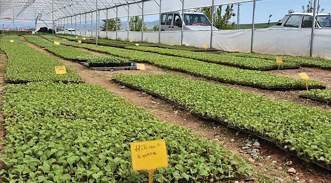 Büyükşehir’den tohum desteği