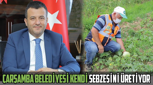 Çarşamba Belediyesi kendi sebzesini üretiyor